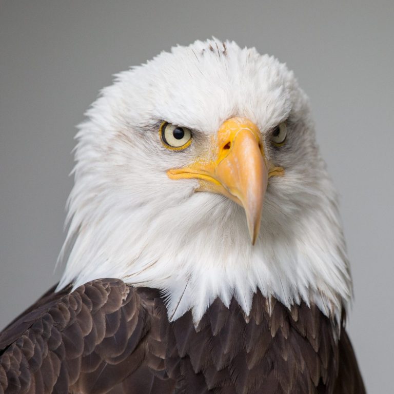 Ein Weißkopfseeadler sitzt vor einem grauen Hintergrund. Man sieht den Kopf und einen Teil des Körpers. Er schaut geradeaus.